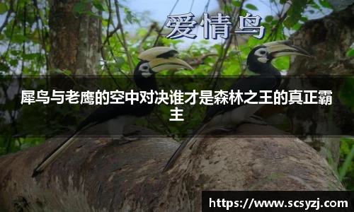 犀鸟与老鹰的空中对决谁才是森林之王的真正霸主